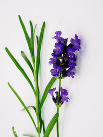 薰衣草田园图片