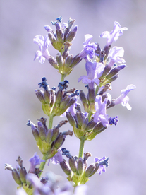 薰衣草田园图片