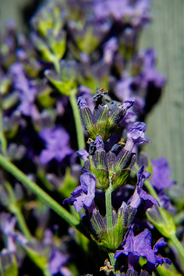 薰衣草田园图片