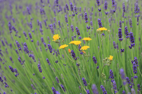 薰衣草田园图片