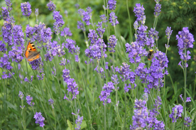 薰衣草田园图片