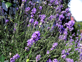 薰衣草田园图片