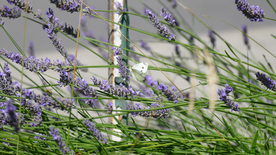 薰衣草田园图片