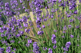 薰衣草田园图片