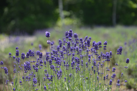 薰衣草田园图片