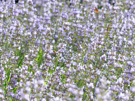 薰衣草田园图片