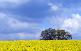 油菜花 花海