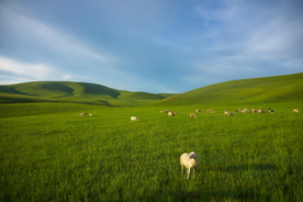 田园田野绿色原野图片