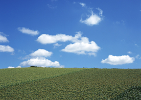 田园田野绿色原野图片