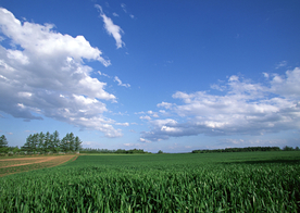 田园田野绿色原野图片