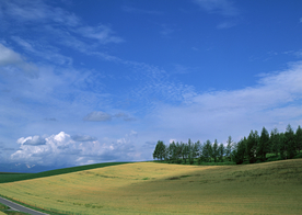 田园田野绿色原野图片