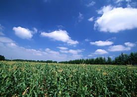 田园田野绿色原野图片