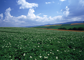 田园田野绿色原野图片