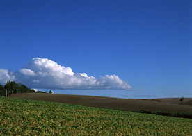 田园田野绿色原野图片