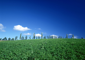 田园田野绿色原野图片