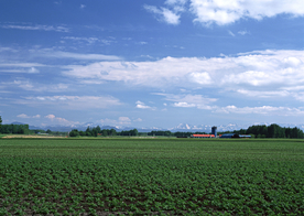 田园田野绿色原野图片