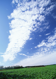 田园田野绿色原野图片