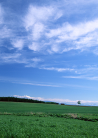 田园田野绿色原野图片