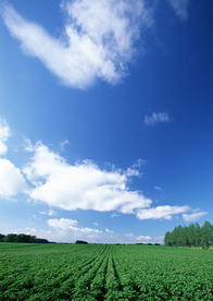 田园田野绿色原野图片