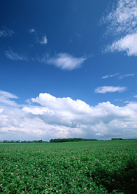田园田野绿色原野图片
