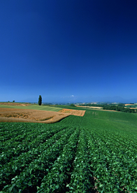田园田野绿色原野图片