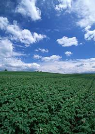田园田野绿色原野图片