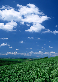 田园田野绿色原野图片