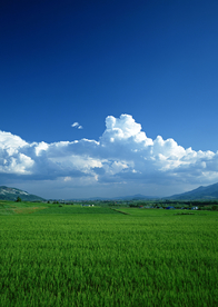 田园田野绿色原野图片