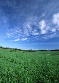 田园田野绿色原野图片