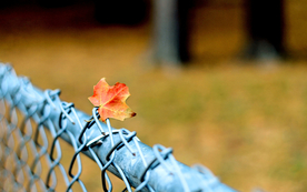 栅栏篱笆木栏围栏围墙图片