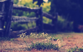 栅栏篱笆木栏围栏围墙图片