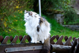 栅栏篱笆木栏围栏围墙图片