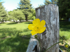 栅栏篱笆木栏围栏围墙图片