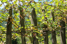 栅栏篱笆木栏围栏围墙图片