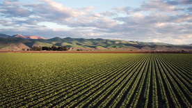 田园田野绿色原野图片