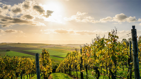 田园田野绿色原野图片