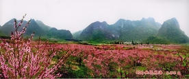 金城江侧岭洞情桃花村