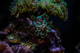 珊瑚珊瑚礁海底图片