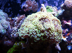 珊瑚珊瑚礁海底图片