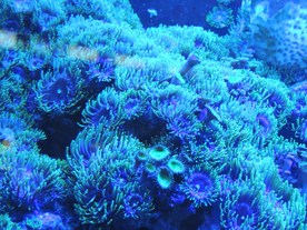 珊瑚珊瑚礁海底图片