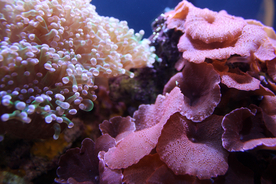 珊瑚珊瑚礁海底图片