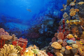 珊瑚珊瑚礁海底图片