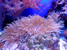 珊瑚珊瑚礁海底图片