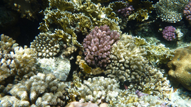 珊瑚珊瑚礁海底图片