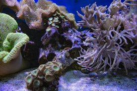 珊瑚珊瑚礁海底图片