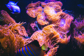 珊瑚珊瑚礁海底图片