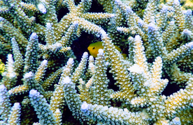 珊瑚珊瑚礁海底图片