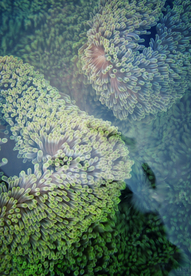 珊瑚珊瑚礁海底图片