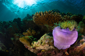 珊瑚珊瑚礁海底图片