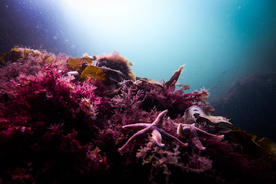 珊瑚珊瑚礁海底图片